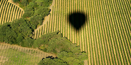 Hot Air Balloon Shadow Over Wine Country